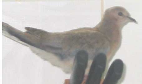 visitor